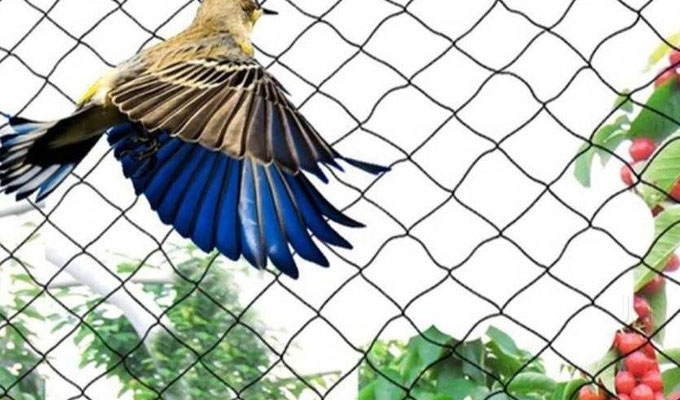 Anti Bird Nets in bangalore