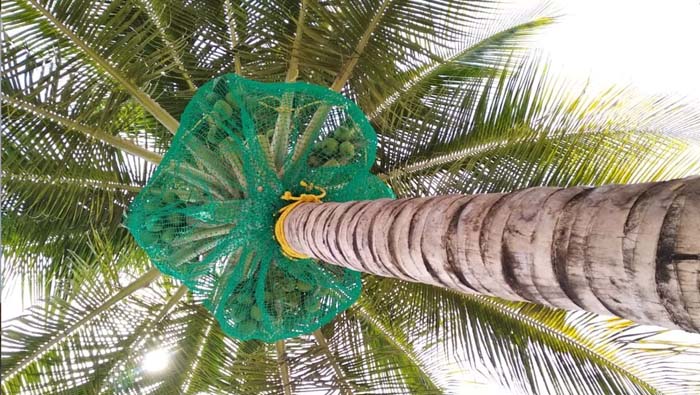 Coconut Tree Safety Nets in  bangalore