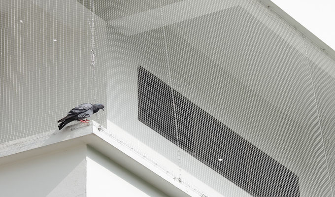 Pigeon safety nets in bangalore